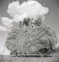 William Elliott Whitmore : Field Songs William Elliott Whitmore : Field Songs